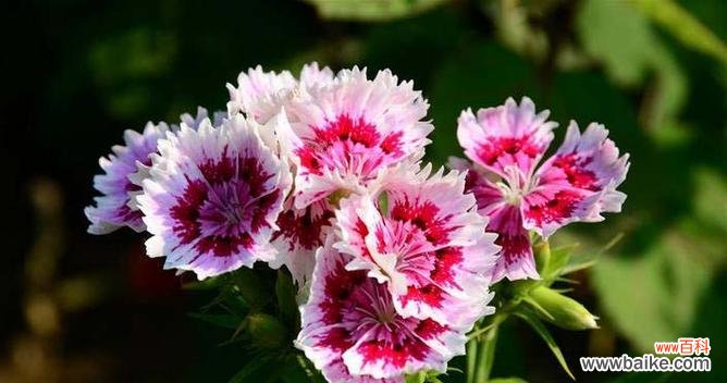 探寻石竹花的内涵和意义 石竹花的寓意与象征