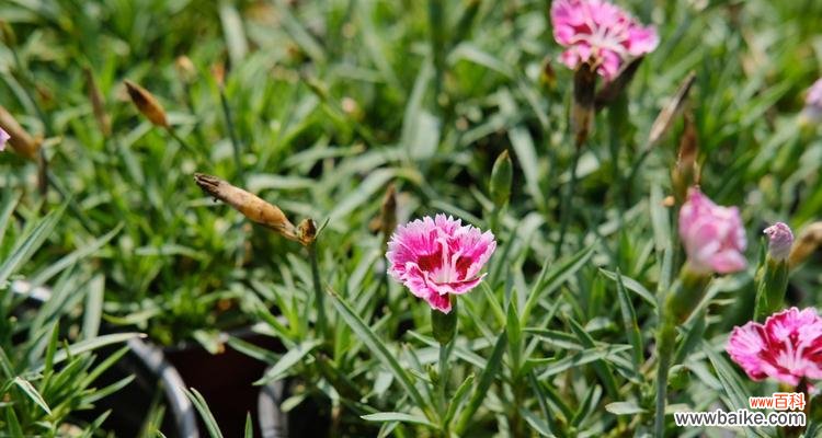 探寻石竹花的内涵和意义 石竹花的寓意与象征