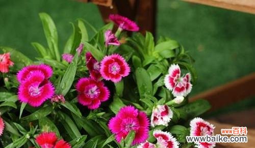 探索石竹花花语的深层意义 石竹花的花语与寓意