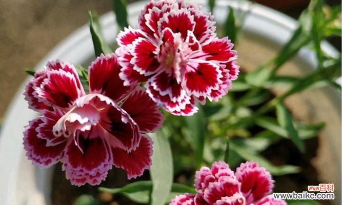 探索石竹花花语的深层意义 石竹花的花语与寓意