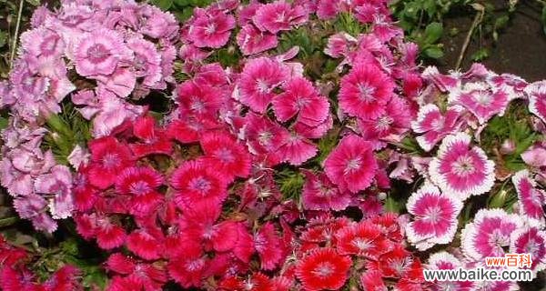 探索石竹花花语的深层意义 石竹花的花语与寓意