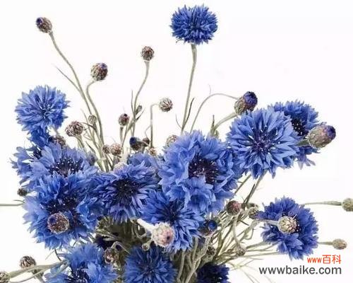 揭示矢车菊花语的隐含意义——传递爱与友谊的花朵 矢车菊的花语及其传承的文化价值