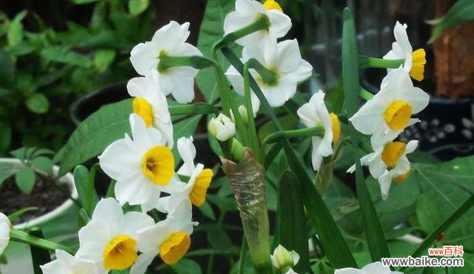 探寻水仙花的花语 水仙花花语