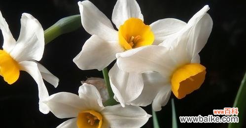 探寻水仙花的花语 水仙花花语