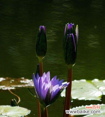 揭秘睡莲的花语与内涵 睡莲的花语及象征意义