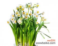 以水仙花寓意揭示内心的力量与美丽 水仙花