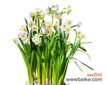 以水仙花寓意揭示内心的力量与美丽 水仙花