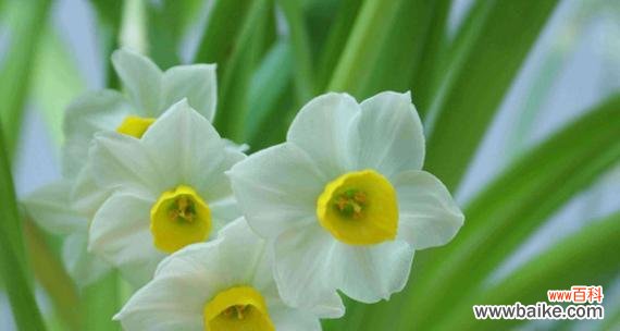 以水仙花寓意揭示内心的力量与美丽 水仙花