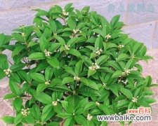 四季桂花的寓意和象征意义 四季桂花