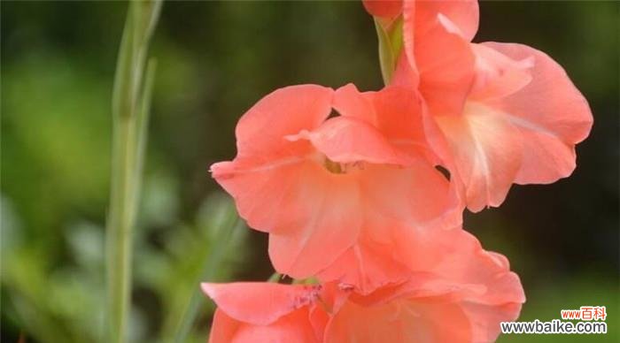 探寻唐菖蒲的花语之美 四大切花唐菖蒲的花语