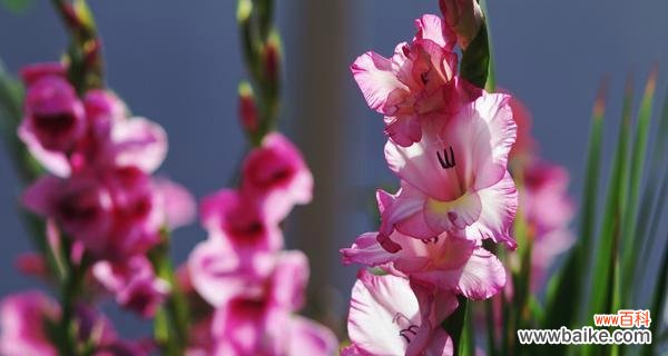 探寻唐菖蒲的花语之美 四大切花唐菖蒲的花语