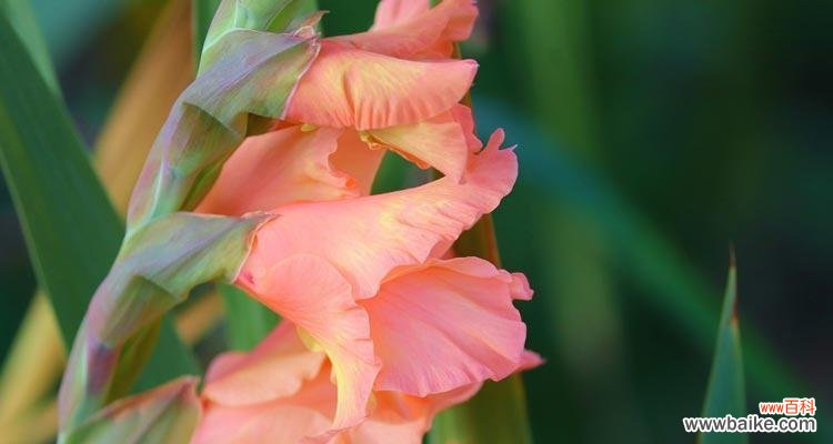 探寻唐菖蒲的花语之美 四大切花唐菖蒲的花语