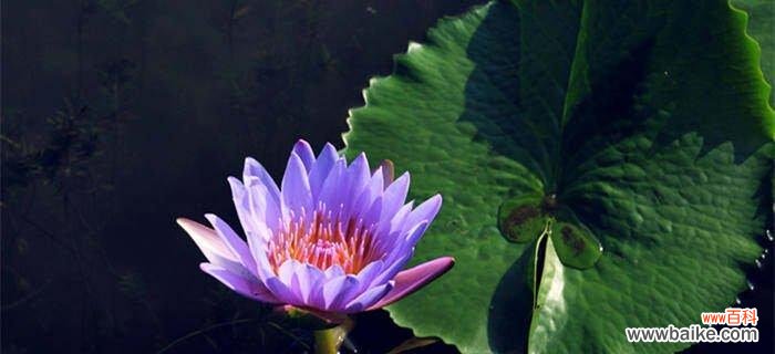 探索睡莲的神秘力量 睡莲的花语与象征意义