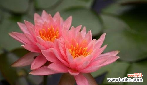 探索睡莲的神秘力量 睡莲的花语与象征意义