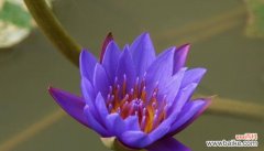 探索睡莲的神秘力量 睡莲的花语与象征意义