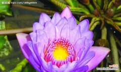 睡莲花语的秘密与启示 睡莲花语传递的深刻寓意