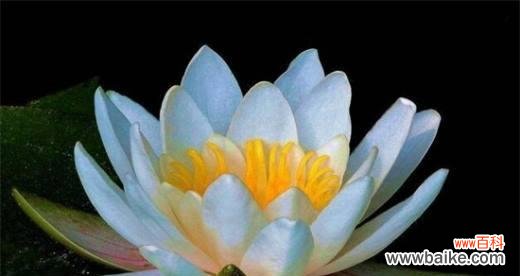 探寻花海中的智慧之光 睡莲花语的深意