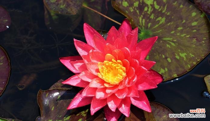 探寻花海中的智慧之光 睡莲花语的深意