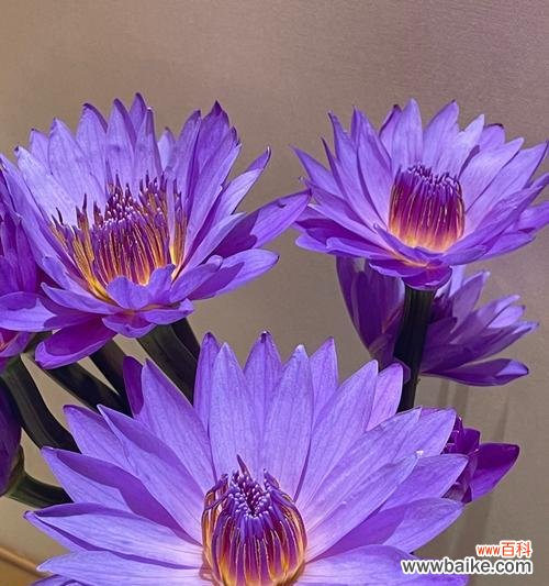 探寻花海中的智慧之光 睡莲花语的深意