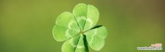 寻找幸运的秘密之源——四叶草的奇迹 四叶草的象征意义与传说