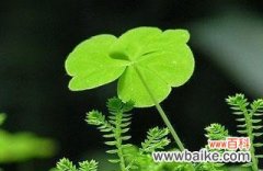 探寻四叶草的神奇力量 四叶草的象征意义