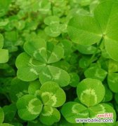 探寻幸运的秘密与传承 四叶草的花语与传说