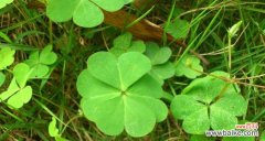 传承幸运与希望的绿色守护 四叶草的含义与象征