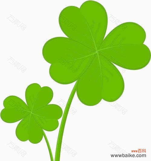 传承幸运与希望的绿色守护 四叶草的含义与象征