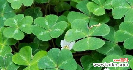 解密四叶草的象征和传说 四叶草的神奇含义