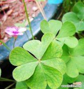 四叶草寓意幸福美满 四叶草的爱情花语——幸运与爱的奇迹