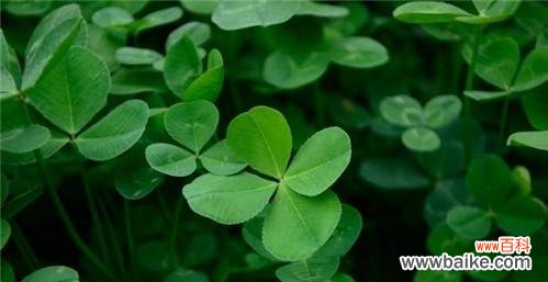 寻找幸运的“四叶”——揭开四叶草背后的奇妙之谜 四叶草的花语与象征意义