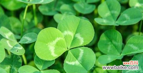 神秘的四叶草 四叶草的花语和传说