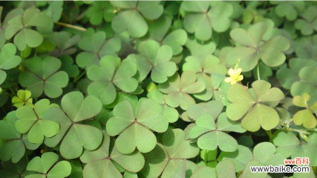 探索四叶草的幸运魔力与神奇传说 四叶草的含义及其象征意义