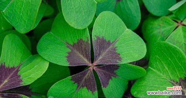 探索四叶草的幸运魔力与神奇传说 四叶草的含义及其象征意义