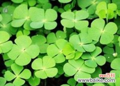 幸运与希望的象征-四叶草 四叶草的寓意与象征