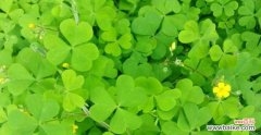 揭秘四叶草的吉祥之源 四叶草的花语与寓意