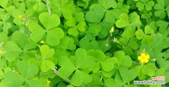 揭秘四叶草的吉祥之源 四叶草的花语与寓意