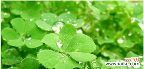探究四叶草的神奇与幸运之源 四叶草的寓意与象征意义