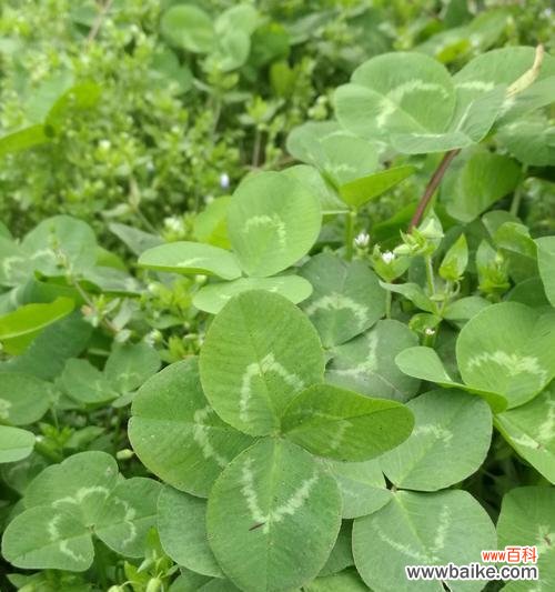 探究四叶草的神奇与幸运之源 四叶草的寓意与象征意义