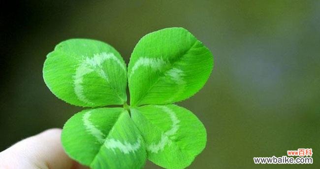 探究四叶草的幸运之源 四叶草的寓意与象征意义