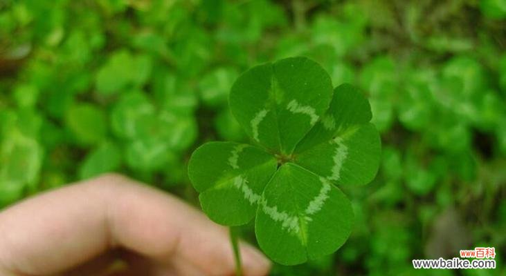 探究四叶草的幸运之源 四叶草的寓意与象征意义