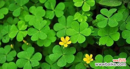 揭开四叶草的神秘面纱 四叶草的象征与寓意