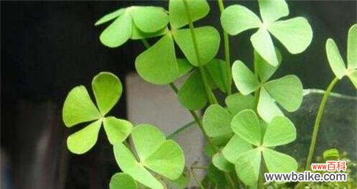 揭秘四叶草背后的爱情密码 四叶草与爱情