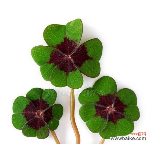 寻找幸运的秘密——四叶草的神奇之处 四叶草的寓意与象征意义