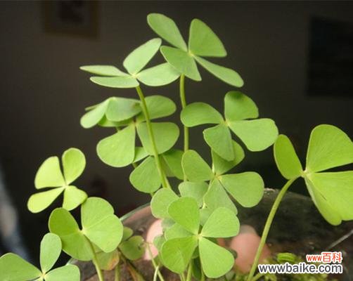 寻找幸运的秘密——四叶草的神奇之处 四叶草的寓意与象征意义