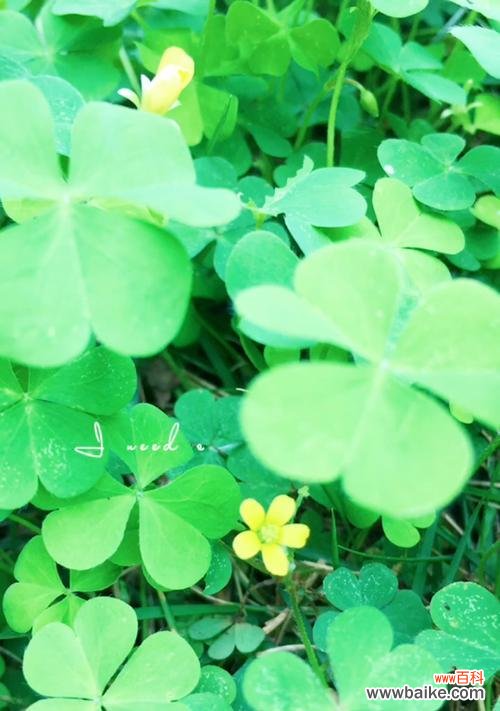 寻找幸运的绿叶 四叶草的花语与寓意