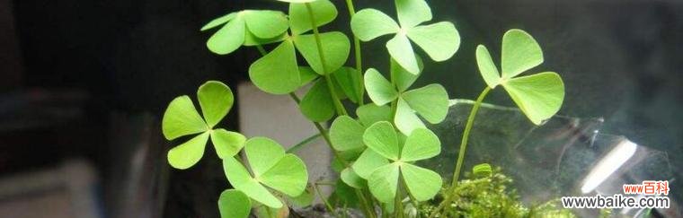 寻找幸运的绿叶 四叶草的花语与寓意