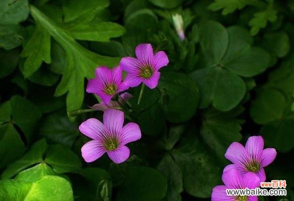 探究四叶草的幸运象征及文化意义 四叶草的寓意与象征意义