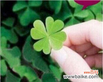 拥有幸运草 四叶幸运草的寓意及其象征意义