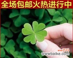 拥有幸运草 四叶幸运草的寓意及其象征意义